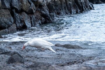 A white bird is walking on a rocky beach. The bird is looking for food. The beach is rocky and the...