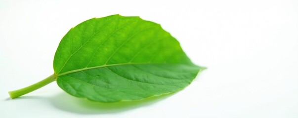 Fototapeta premium Leaf with veins and stem isolated on white surface, botany, isolated, plant