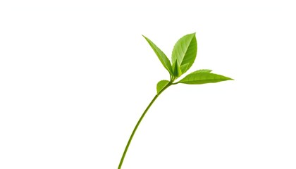 Fototapeta premium Single vibrant green plant, isolated on pure white background, photography, detail