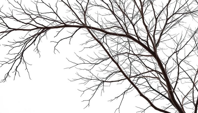 Intricate bare branches, stark white backdrop, bough, detail