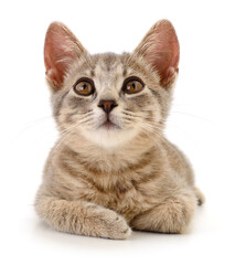 Obraz premium Kitten on white background.