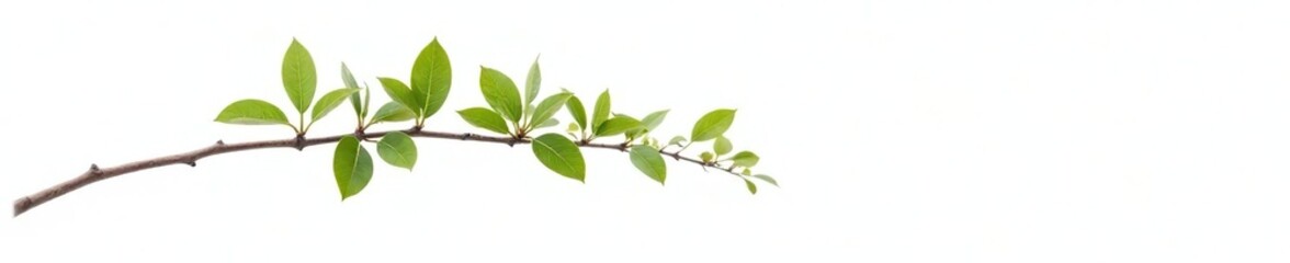 Fototapeta premium A solitary branch with leaves on a white background, showcasing its intricate details, branch, tree, natural
