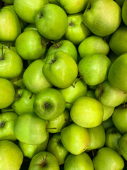green apples in the garden