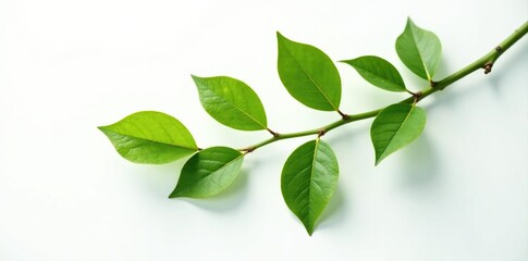 Obraz premium Single branch isolated on white background, with subtle leaf texture, leaves, floral, tree