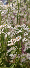white flowers in the garden