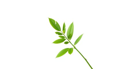 Fototapeta premium Single vibrant green plant, isolated on pure white background, eco, object