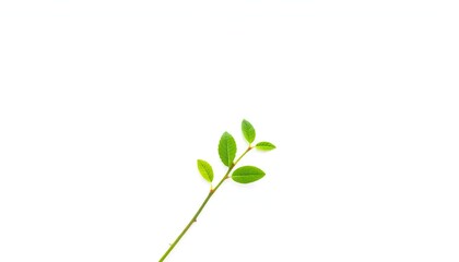 Single vibrant green plant, isolated on pure white backdrop, sprout, nature