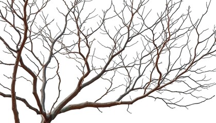 Obraz premium Bare, gnarled branches isolated against a pure white backdrop, white background, clean