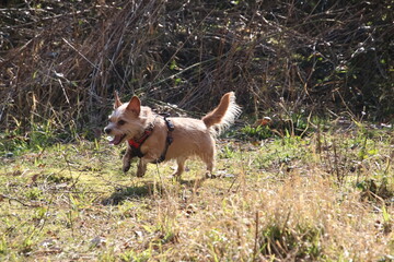 Dog running in the woods