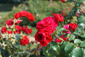 Beautiful blooming red rose flower bush, floral background, gardening. Rose bush in garden or park,...