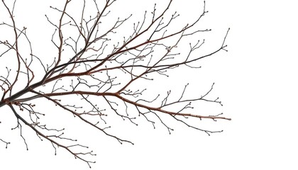 Intricate, bare branches isolated against pure white backdrop, wood, detail