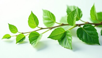 Fototapeta premium Leafy branches stretched out on white surface, plant life, plants