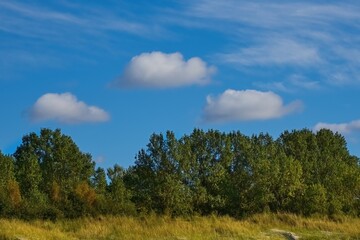 Summer landscape. White clouds. Green trees.