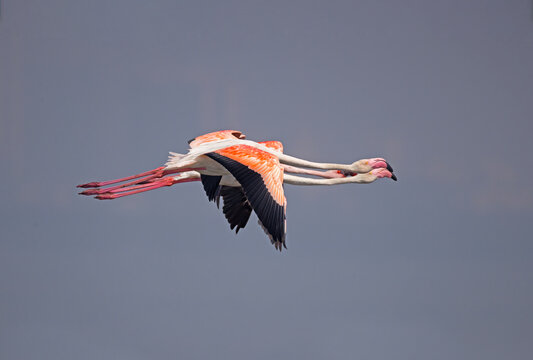 Greater Flamingos in flight 