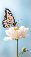 Fototapeta premium Monarch on White Cosmos
