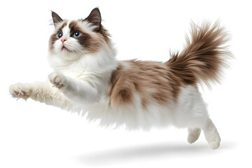 Cat jumping on white background