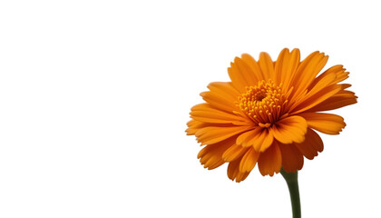 "Bright and Beautiful Marigold Blossom – Nature’s Floral Beauty"