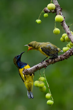 Olive backed sunbird (Yellow-bellied sunbird)