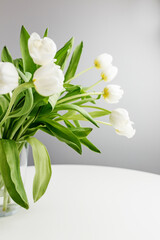 Fresh white tulips in a simple glass vase on a light table setting. Copy space
