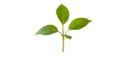 "Fresh Green Sprout Isolated on White – Symbol of Growth & Renewal"