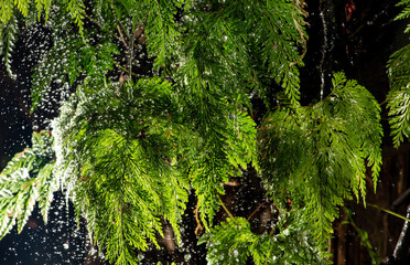 Raindrops on foliage, freezing raindrops on beautiful foliage, selective focus.