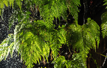 Raindrops on foliage, freezing raindrops on beautiful foliage, selective focus.