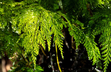 Raindrops on foliage, freezing raindrops on beautiful foliage, selective focus.