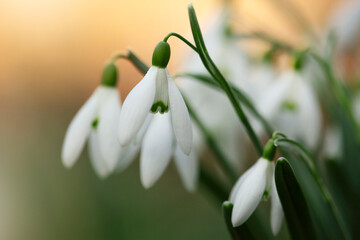 Wiosenne kwiaty - Przebiśniegi.