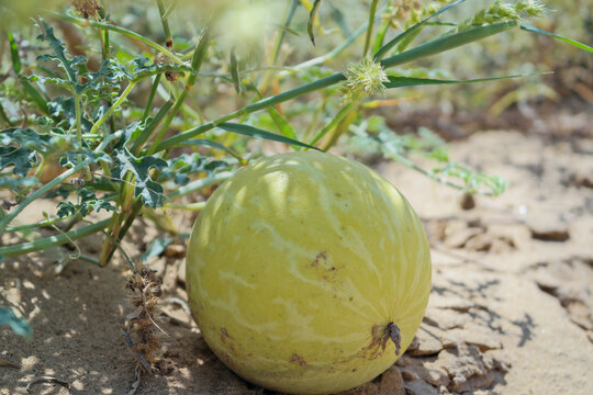 Citrullus colocynthis, with many common names including colocynth, bitter apple, bitter cucumber, desert gourd, egusi, vine of Sodom, or wild gourd, is a Thar desert, India
