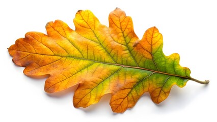 Fototapeta premium Autumn Oak Leaf
