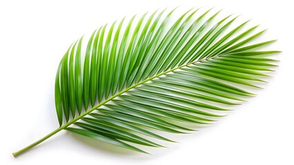Fototapeta premium Single Palm Leaf on White Background