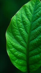 Emerald green leaf surface, glistening texture, texture, condensation, flora