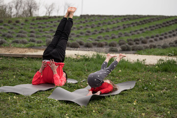 Yogis enjoying a peaceful moment together in a lavender field, synchronizing their poses during a...