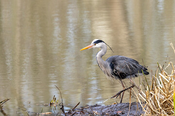 A heron stands by the river.