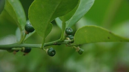 Macro photograph of young green citrus fruits growing on a tree, surrounded by fresh green leaves.