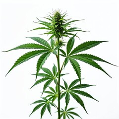 Cut-out cannabis plant on transparent background. Hemp with green leaves. Ganja sativa herb, agriculture, cultivation. Photo element for medicine, recreational drug use, health, wellness content,