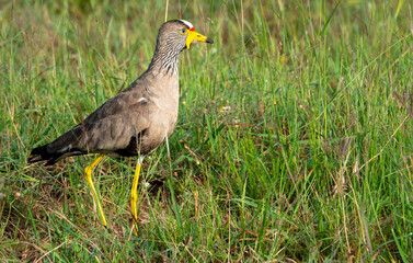 White-crowned Lapwing (Vanellus albiceps).