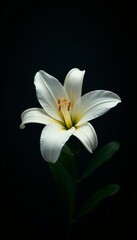Fototapeta premium Elegant white lily flower against dark background in dramatic lighting, delicate, bloom, garden
