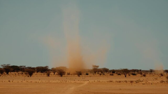 Large column of sand vortex moves quickly over surface of savannah. Dust devil. Landscape with grove of african acacia on edge of desert