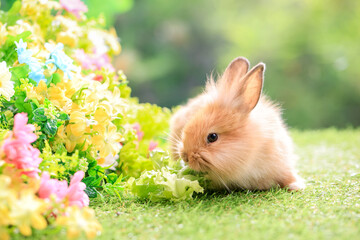 Bunny easter fluffy rabbit eating food, vegetables, carrots, baby corn on green garden nature flowers background on sunny day, Lovely mammal with  bright eyes in nature life. Symbol of easter day.
