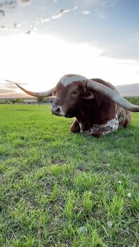 Longhorn Texas Bull Relaxing in the Grassy Field. Texas highlands. Bull, Ranch Animal Livestock. Texas Longhorn Cow in the Beautiful Evening, USA.