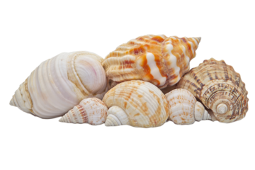  A collection of assorted sea shells on transparent background