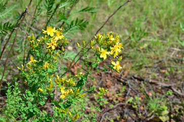 St. John's Wort in Bloom in the meadow