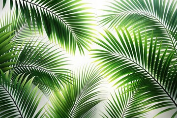 Tropical palm leaf silhouette, blurred, on white.  Ready-to-use stock photo with clipping path for presentations.
