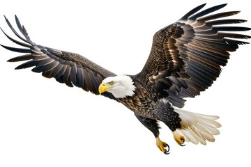 Obraz premium Majestic bald eagle in flight