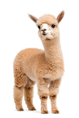 Obraz premium An adorable alpaca posing, isolated on white background