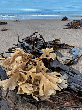 Seaweed on the beach