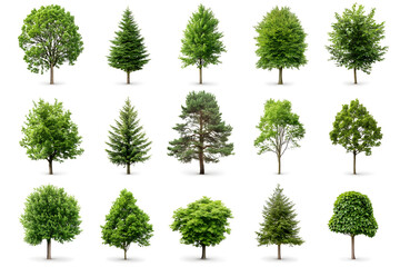 3d realistic green trees collection isolated on white background