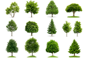 3d realistic green trees collection isolated on white background