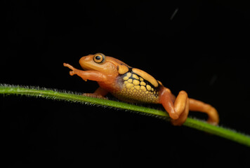 Resplendence bush frog  climbing against dark background in the Western Ghats
